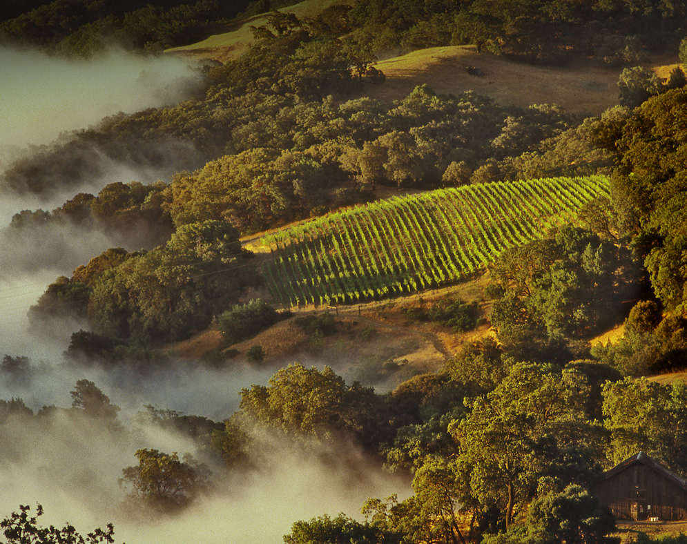 Area 4, The Cain Vineyard, Photo: Chuck O'Rear