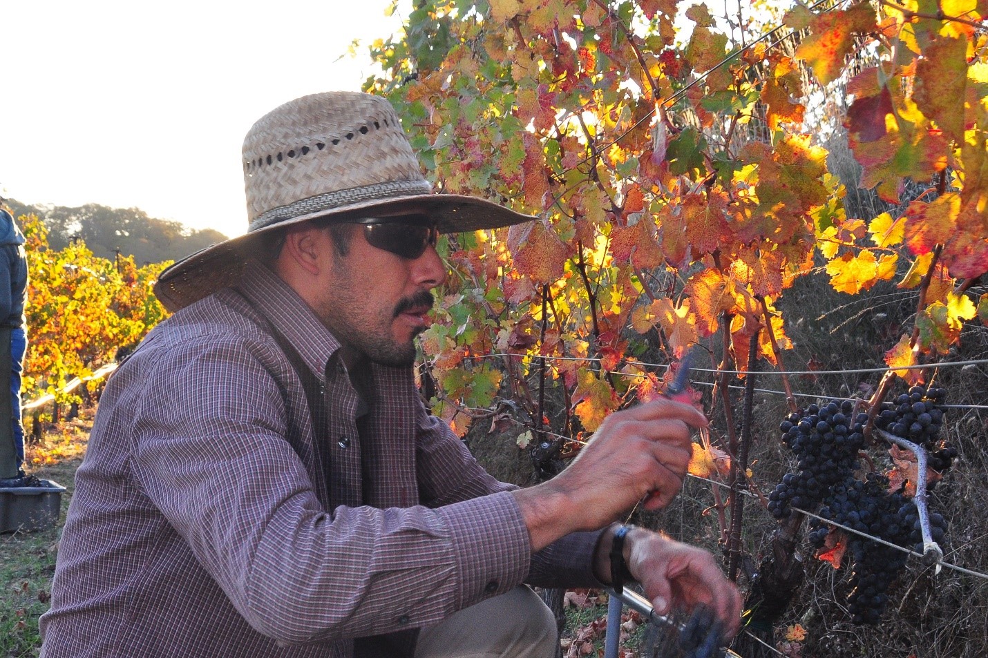 José Torres harvests the 2013 vintage at Cain Vineyard & Winery