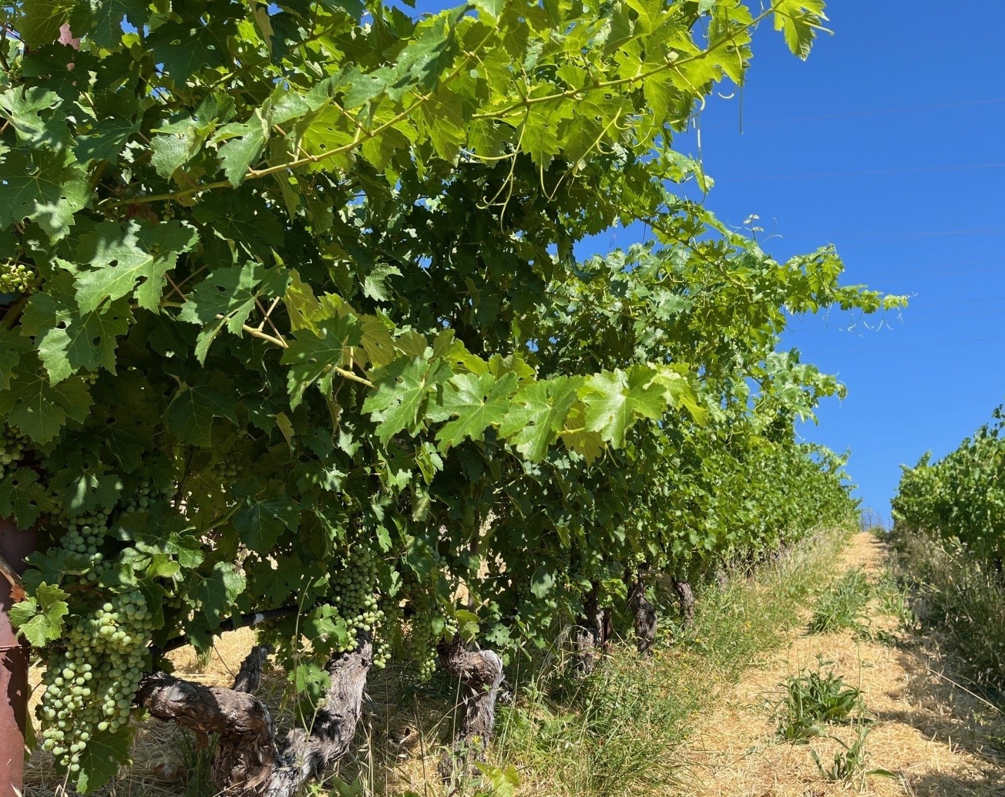 Cabernet Franc in the Cain Vineyard, now over 30 years old