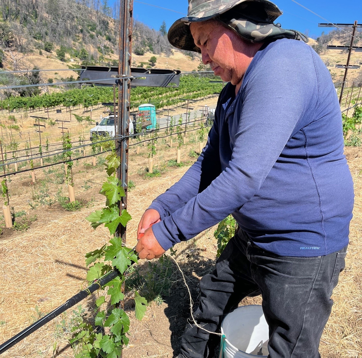 Leopoldo Espinoza, “Polo,” trains the first shoot of a baby Cabernet Sauvignon in the Cain Vineyard