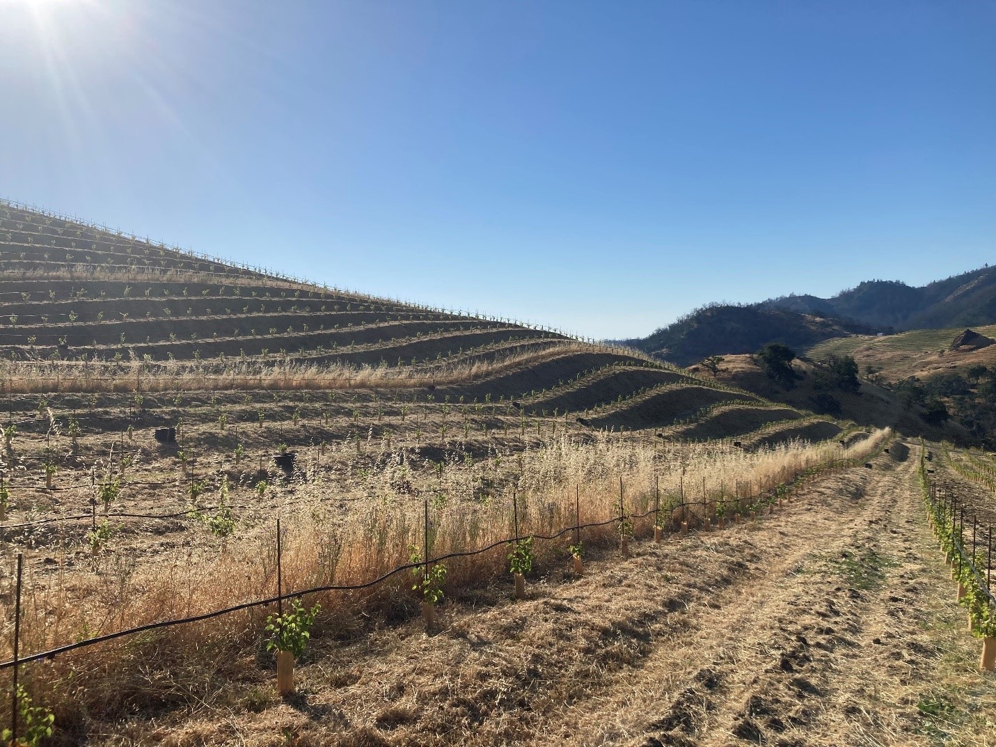 Merlot Hill, with La Piedra in the distance, Cain Vineyard & Winery