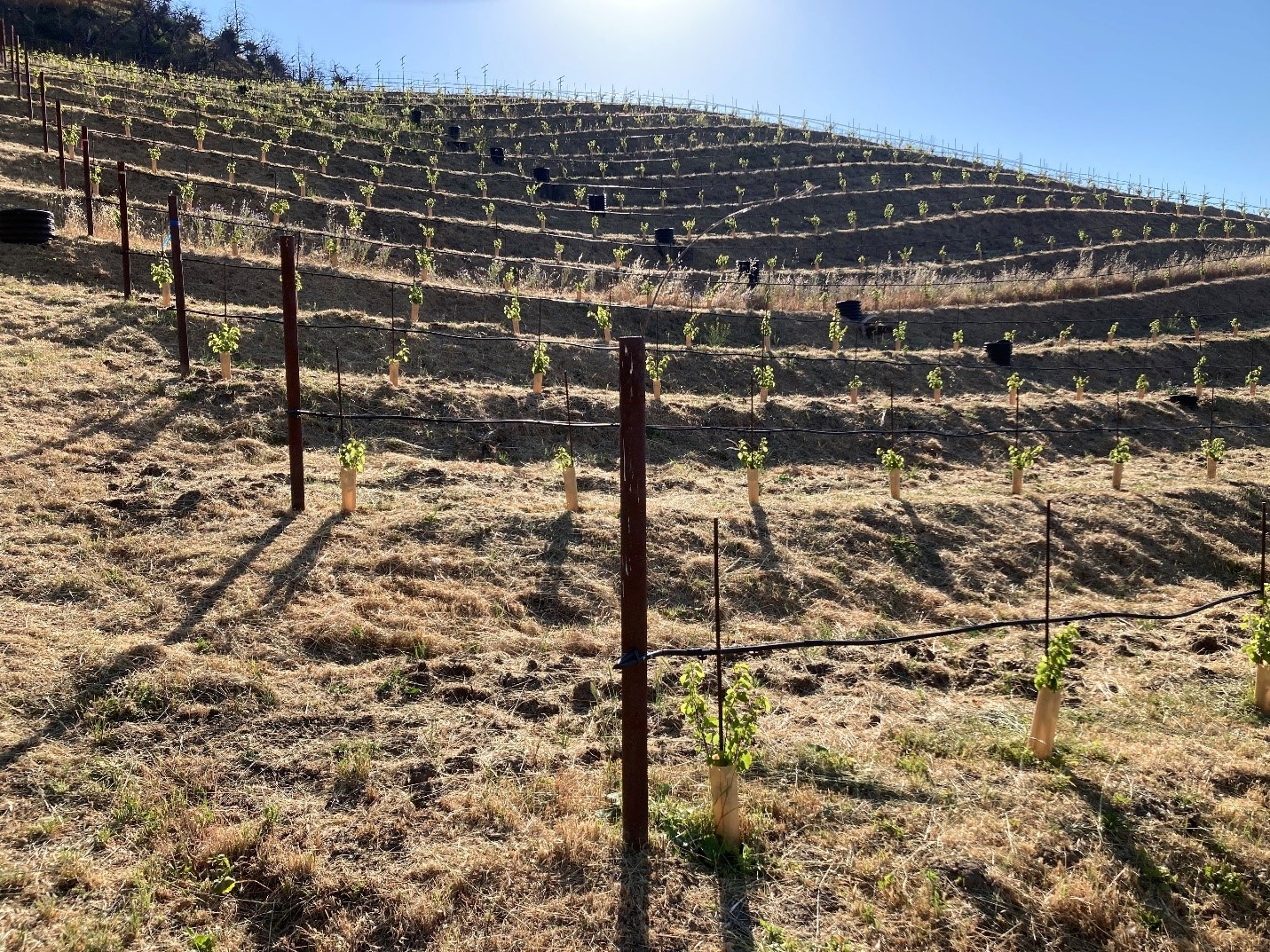 Newly-planted rootstock in the Cain Vineyard