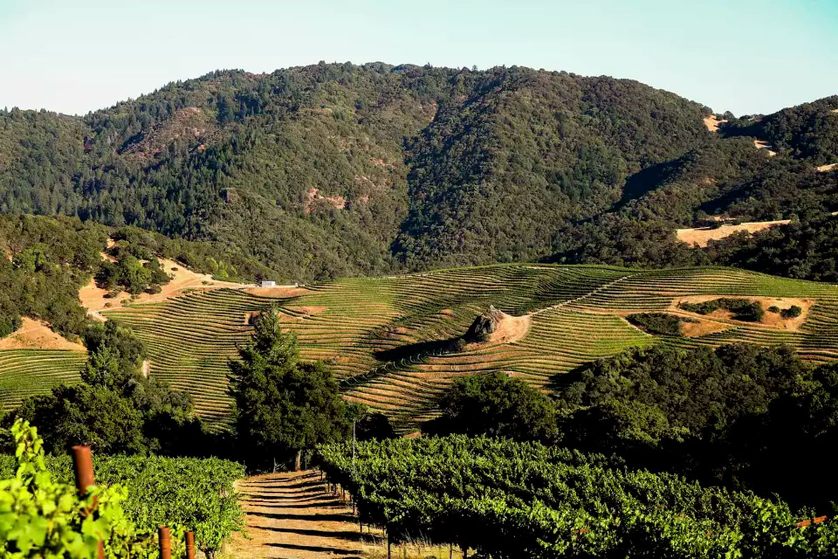 The Cain vineyard, seen before the Glass Fire, is on Spring Mountain in Napa Valley