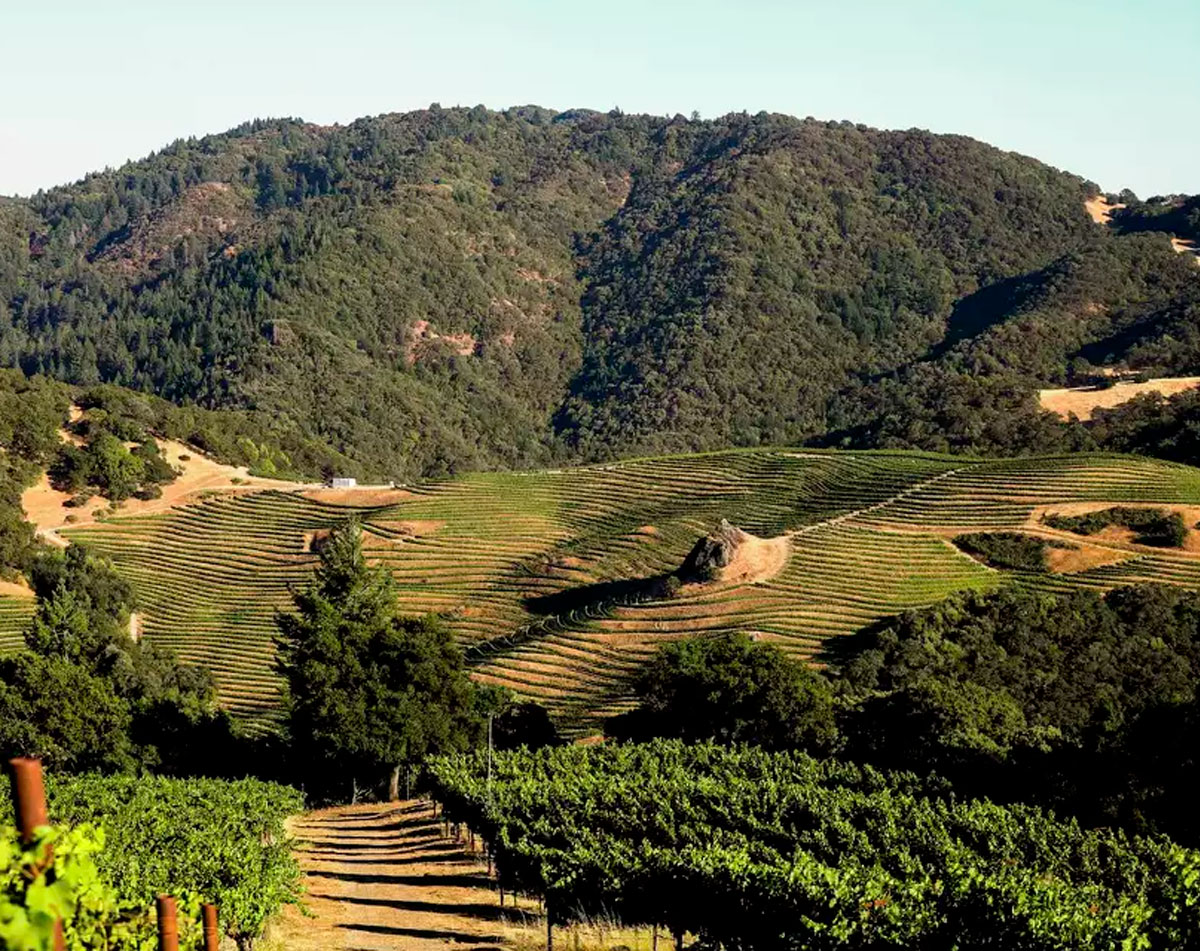 The Cain vineyard, seen before the Glass Fire, is on Spring Mountain in Napa Valley